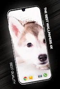 Puppies Wallpapers in 4K ဖန်သားပြင်ဓာတ်ပုံ 0