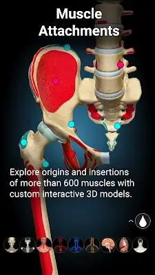 Anatomy Learning - 3D Anatomy Screenshot 3