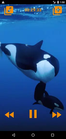 Whales songs to sleep应用截图第3张