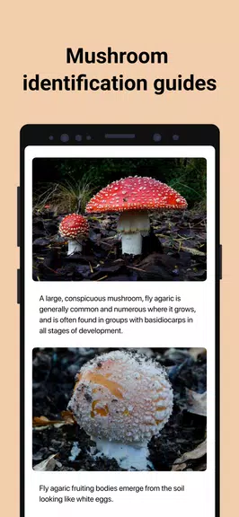 Picture Mushroom - Mushroom ID ဖန်သားပြင်ဓာတ်ပုံ 3