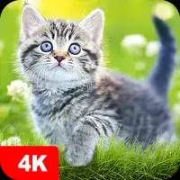 Hintergrundbilder Katzen 4K