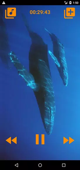 Whales songs to sleep应用截图第2张