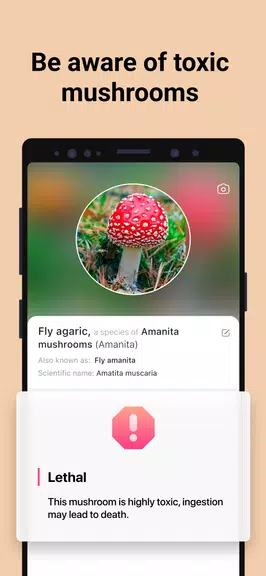 Picture Mushroom - Mushroom ID ဖန်သားပြင်ဓာတ်ပုံ 2