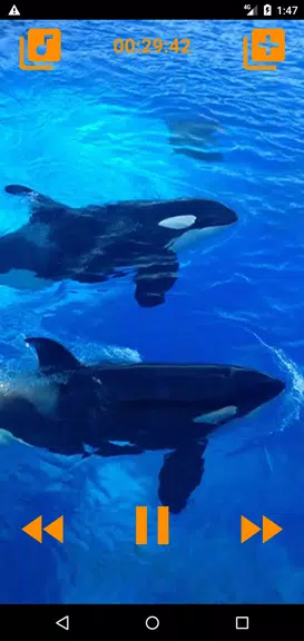 Whales songs to sleep应用截图第0张