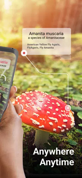 Picture Mushroom - Mushroom ID ဖန်သားပြင်ဓာတ်ပုံ 1