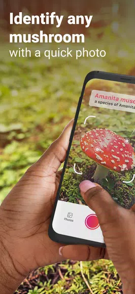 Picture Mushroom - Mushroom ID ဖန်သားပြင်ဓာတ်ပုံ 0